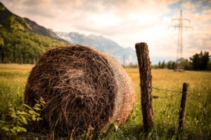 hay beside brown wood slab