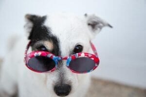 white dog wearing sunglasses